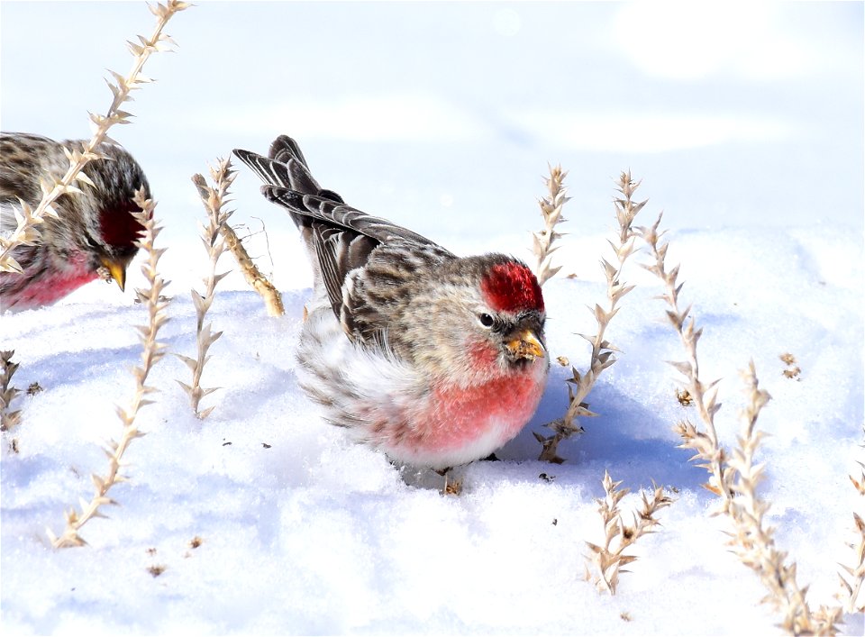 Common redpoll at Seedskadee National Wildlife Refuge