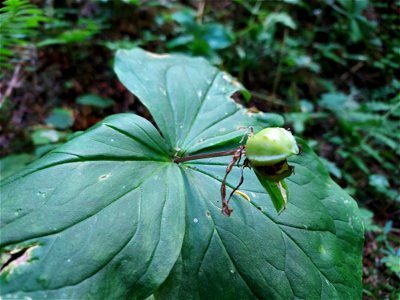 Trillium fruit, Mt. Baker-Snoqualmie National Forest. Photo by Anne Vassar July 21, 2021.
