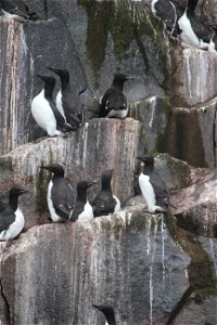 Thick Billed Murres photo