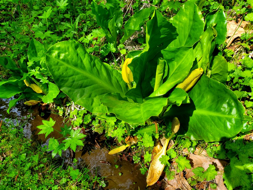 Skunk Cabbage along the Beaver Lake Trail, Mt. Baker-Snoqualmie National Forest. Photo by Anne Vassar April 29, 2021.