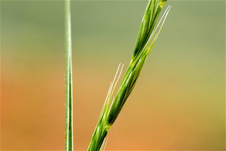 Elymus spicatus