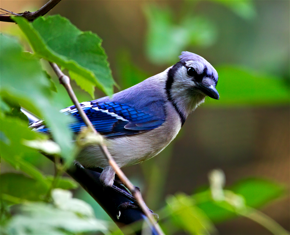 Cerulean the Blue Jay