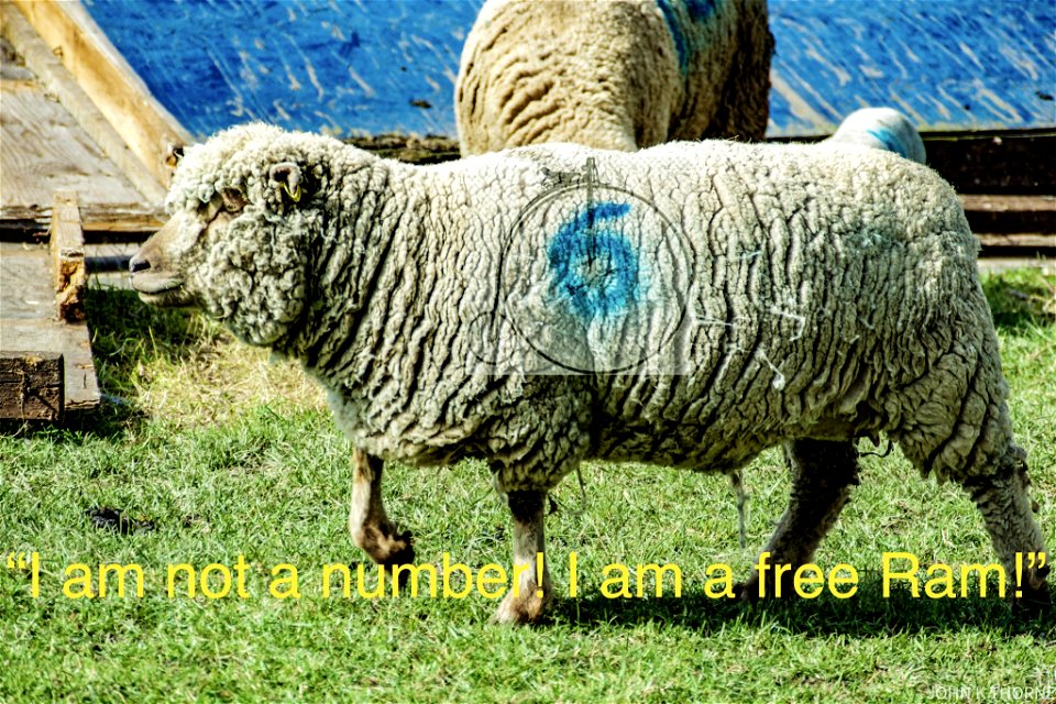 I am not a number! I am a free Ram!