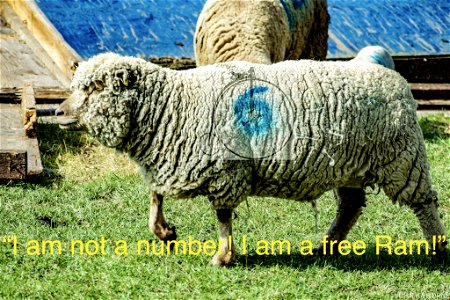 I am not a number! I am a free Ram! photo