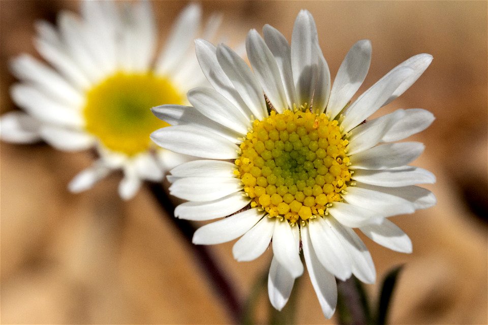 Erigeron radicatustus</i>