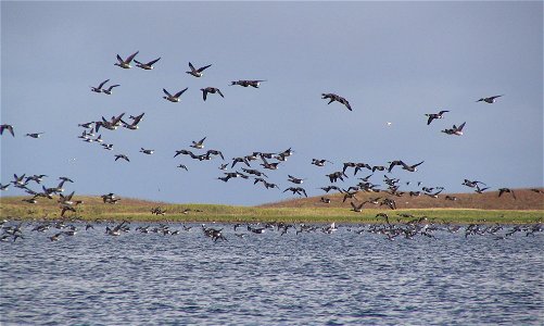 Brant at Izembek Lagoon