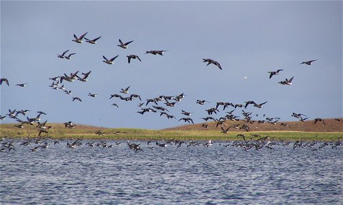 Brant at Izembek Lagoon photo