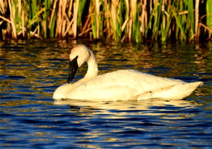 Trumpeter swan at Seedskadee National Wildlife Refuge