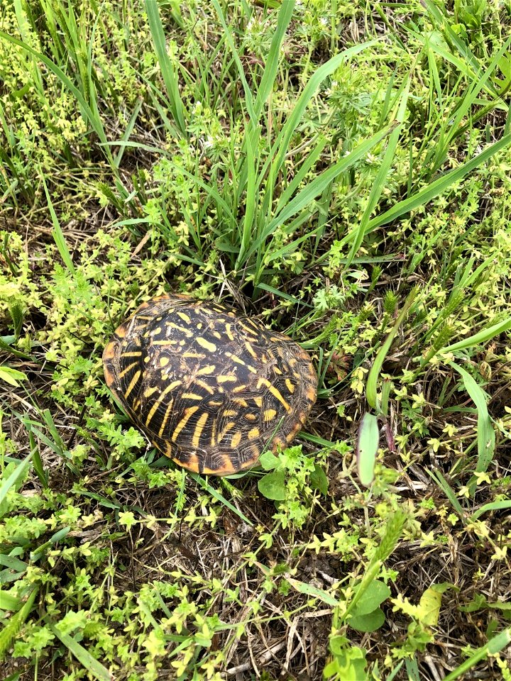 Ornate Box turtle