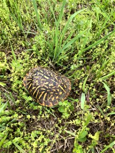 Ornate Box turtle
