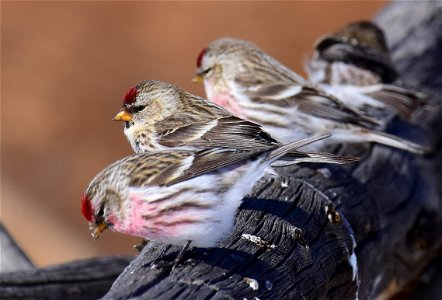 Common redpoll at Seedskadee National Wildlife Refuge photo