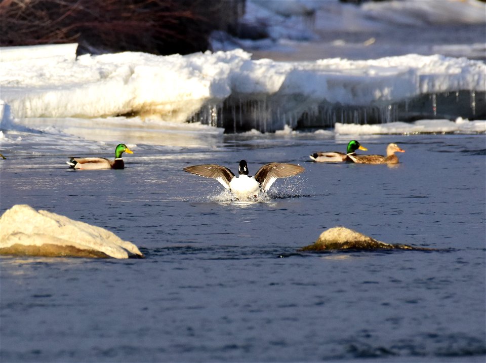 Common goldeneye at Seedskadee National Wildlife Refuge