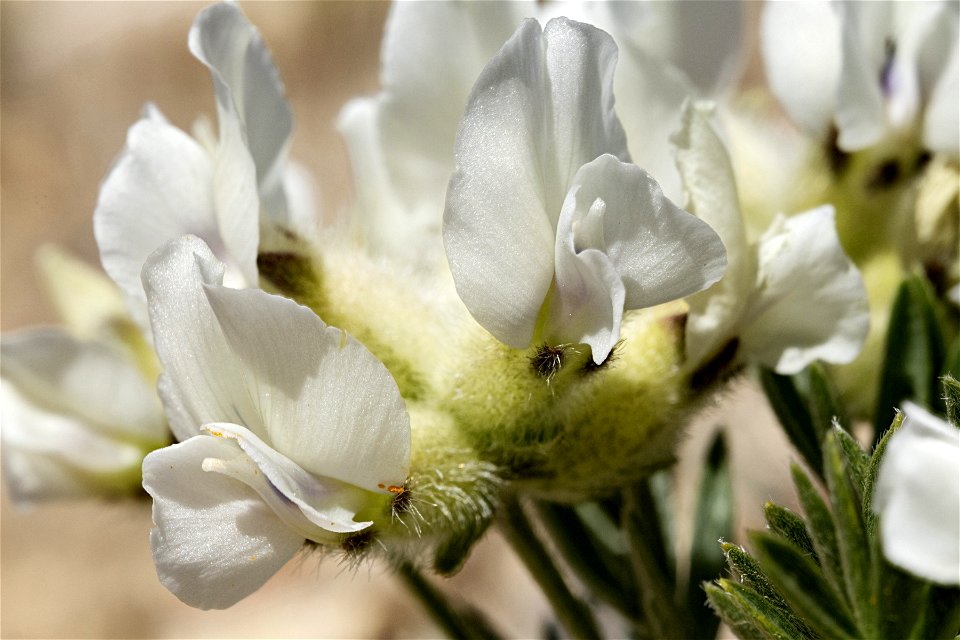 Oxytropis sericea