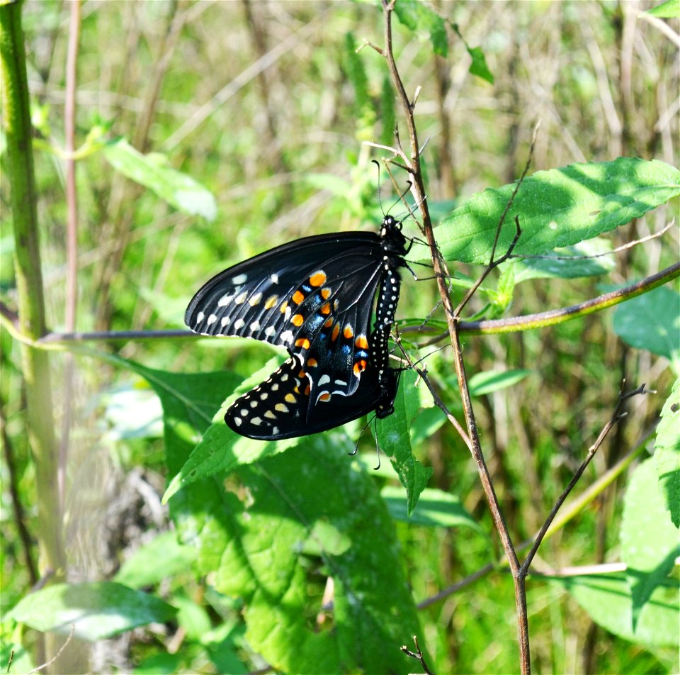 Black Swallowtail