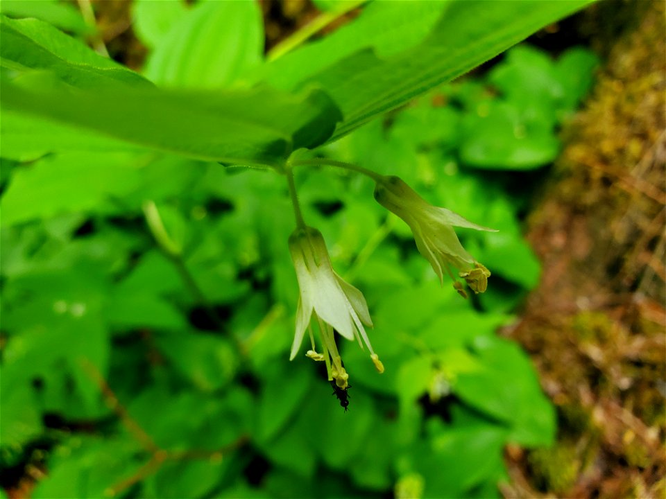 Hooker's Fairybell, Mt. Baker-Snoqualmie National Forest. Photo by Anne Vassar May 17, 2021.