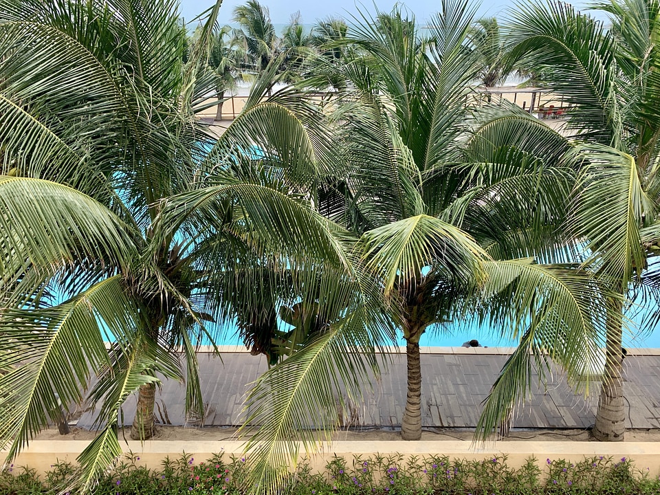 Tropical palm beach