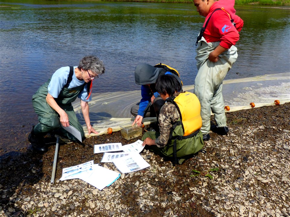 Seining for juvenile fish_07-13-2015_KSowl (10)