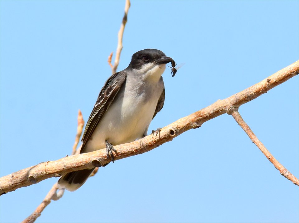 Eastern kingbird at Seedskadee National Wildlife Refuge