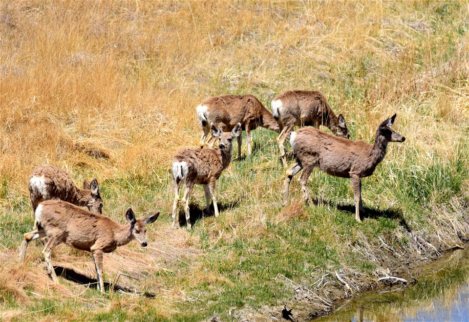 Mule deer at Seedskadee National Wildlife Refuge