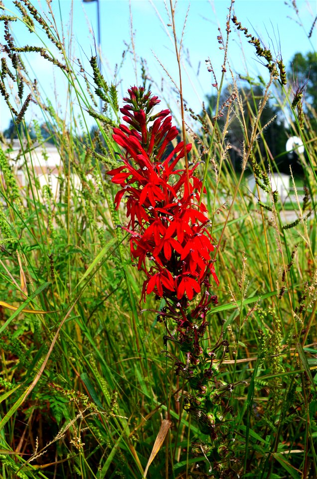 Cardinal flower