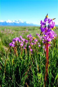 Wildflowers Abound photo