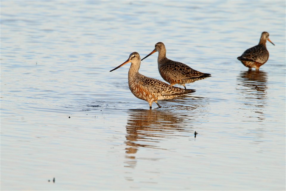 Hudsonian Godwit Huron Wetland Management District South Daktoa photo