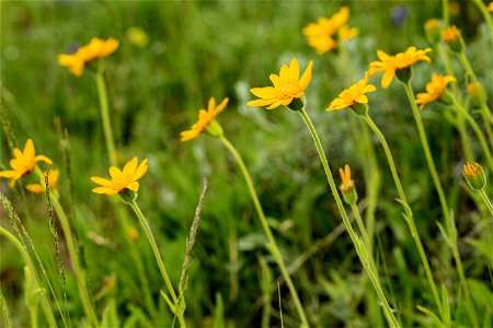 Arnica fulgens