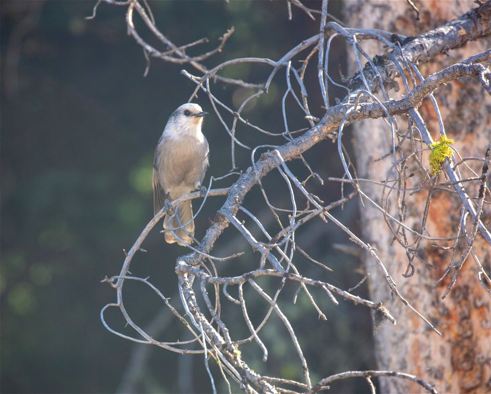 Gray jay (Perisoreus canadensis)