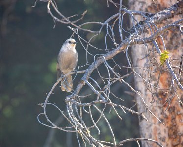 Gray jay (Perisoreus canadensis)