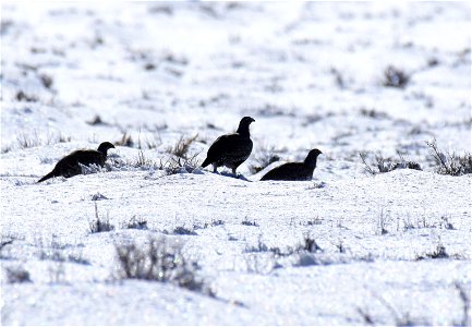 Greater sage-grouse on Seedskadee National Wildlife Refuge photo