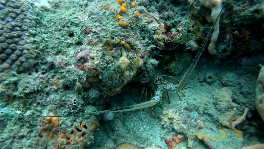 Lobster under rock Tayrona National Park Diving Taganga Colombia