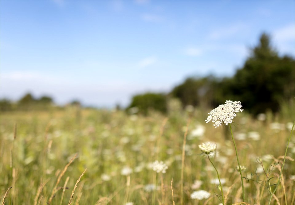 Big Meadows Queen Anne's Lace
