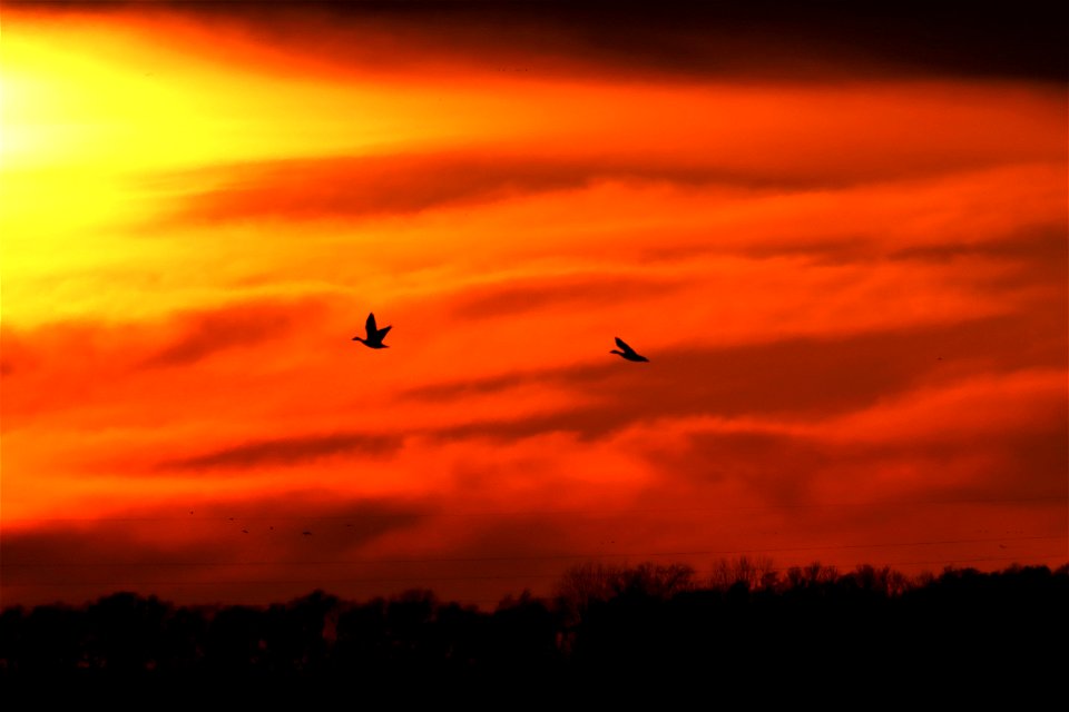 Spring Waterfowl at Sunset Huron Wetland Management District