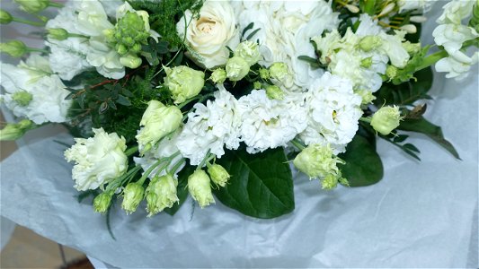 flori_flowers-wife-2023_0216_161532
