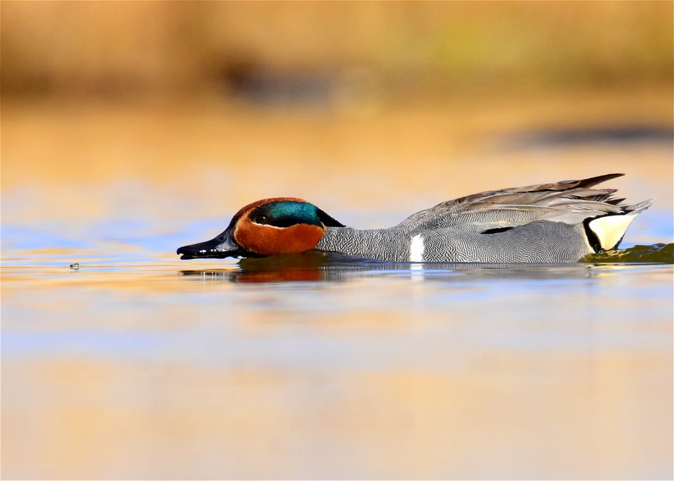 Green-winged teal at Seedskadee National Wildlife Refuge