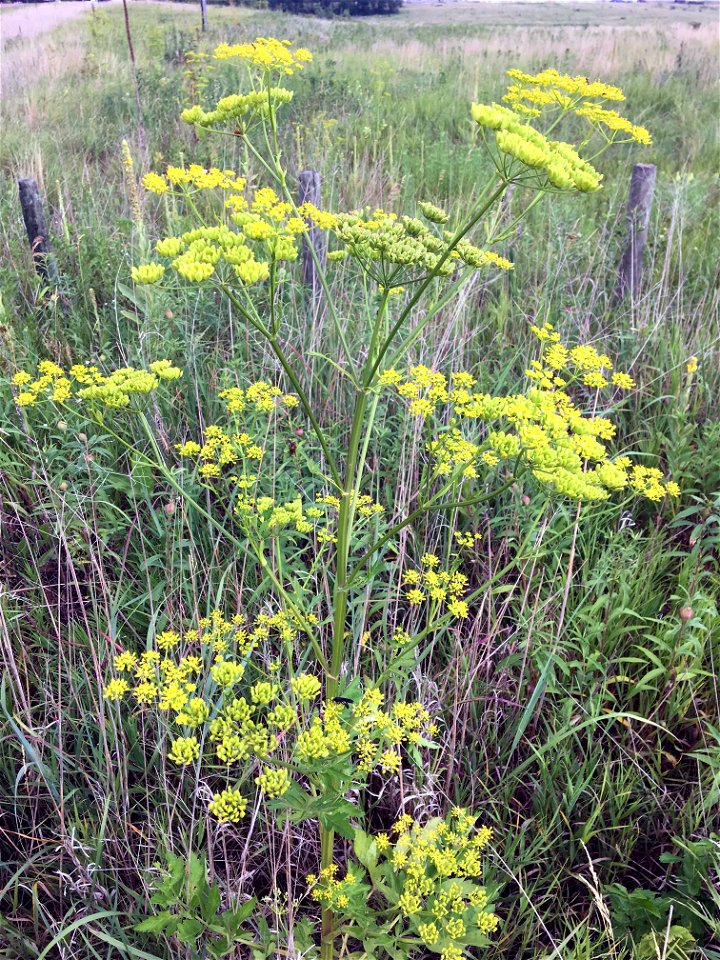 Invasive Wild Parsnip photo