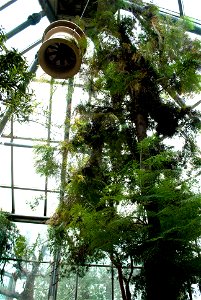 Hantaek Botanical Garden