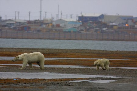 Two polar bears photo
