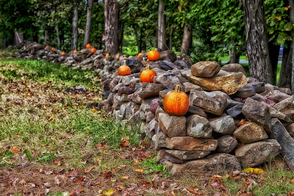 Trees pumpkins fall
