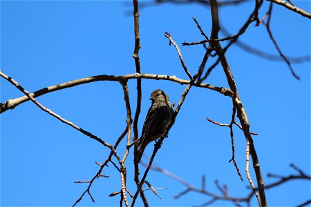 Pine Siskin photo