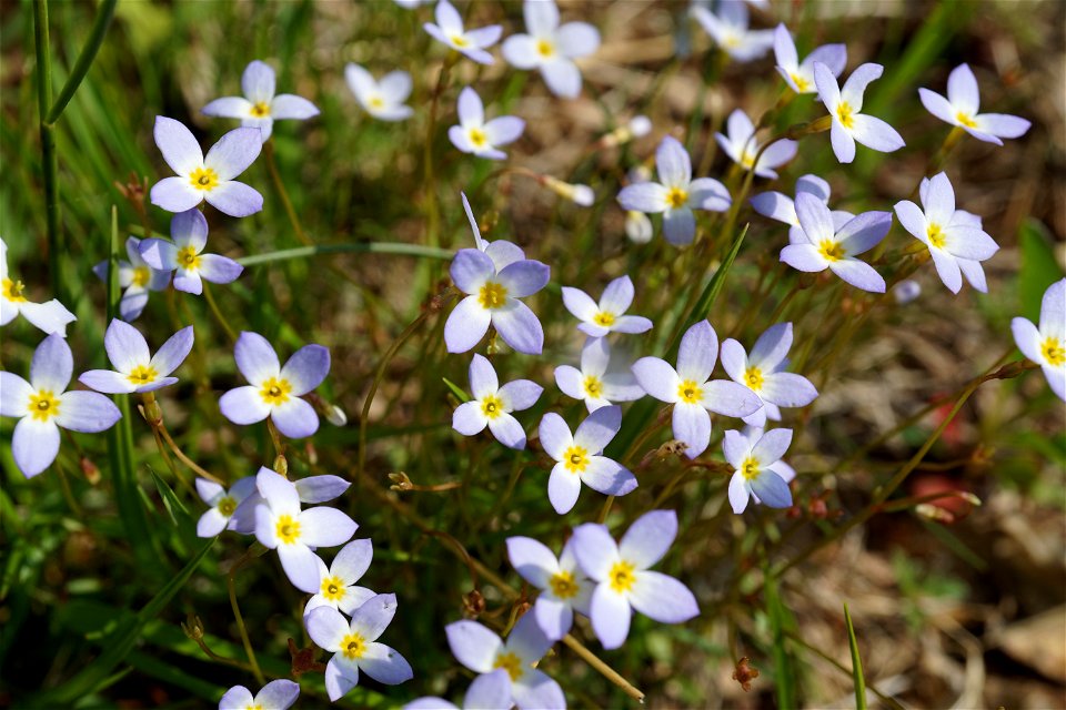 Bluets with Unusual Petal Count