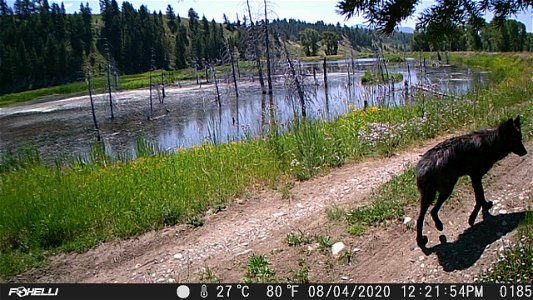 Wolf on Trail Camera
