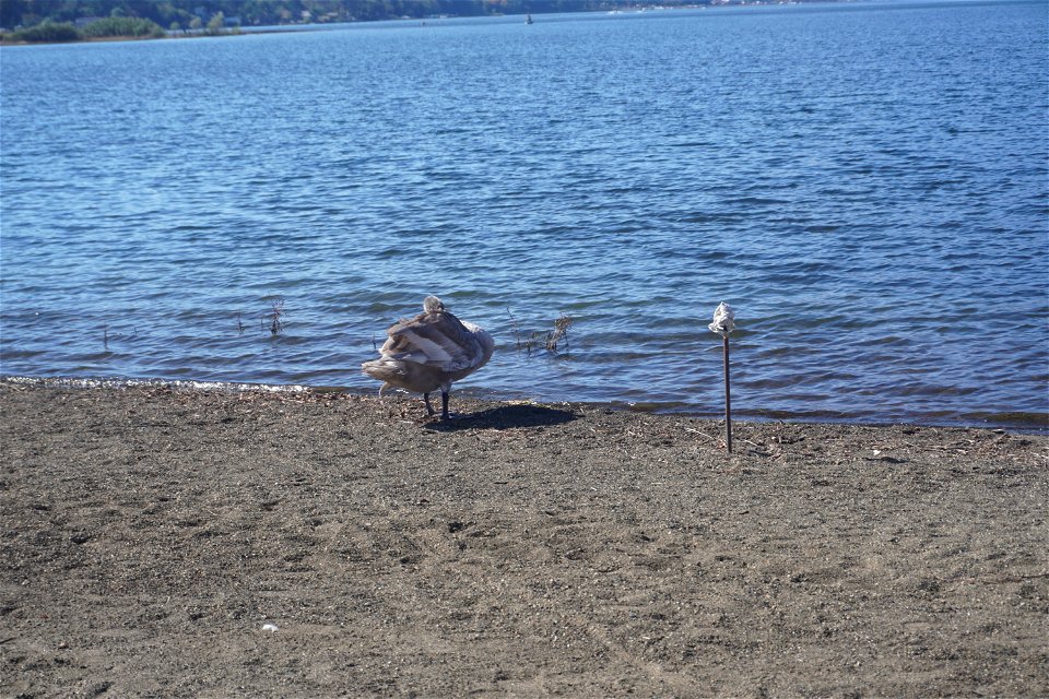 Lake Yamanaka photo