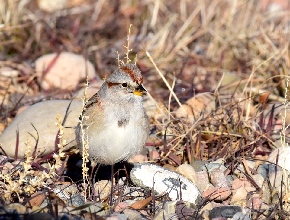 American treee sparrow at Seedskadee National Wildlife Refuge