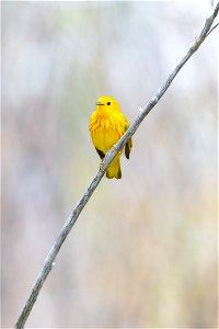 Yellow warbler (Setophaga petechia) perched in a tree