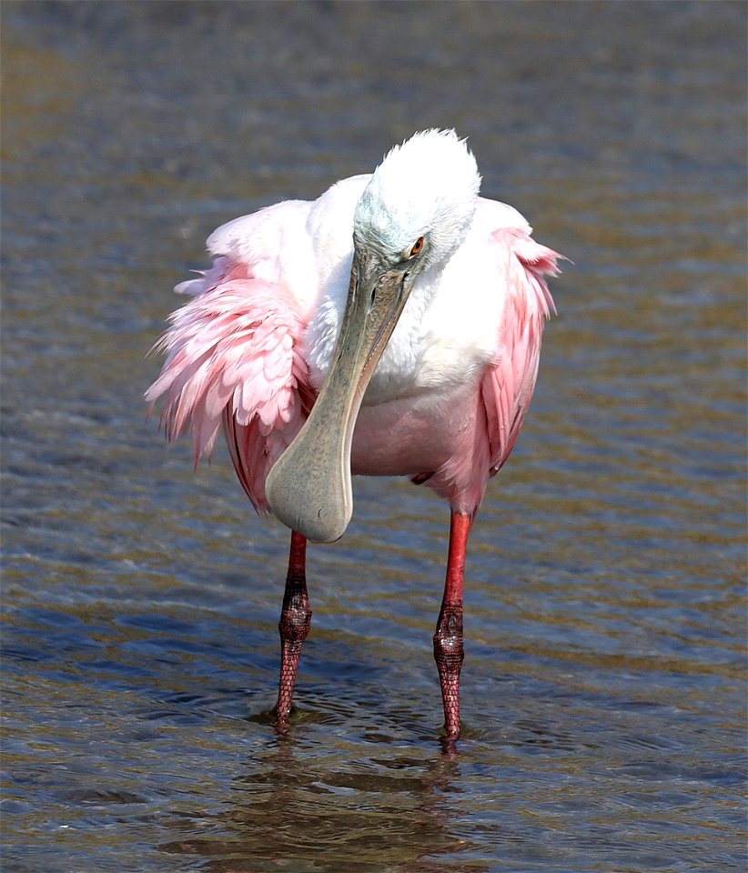 201 - ROSEATE SPOONBILL (12-13-2022) birding center, south padre island, cameron co, tx -01