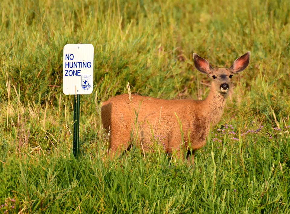 Mule deer at Seedskadee National Wildlife Refuge photo