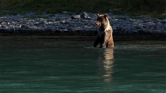 Kenai River bears photo
