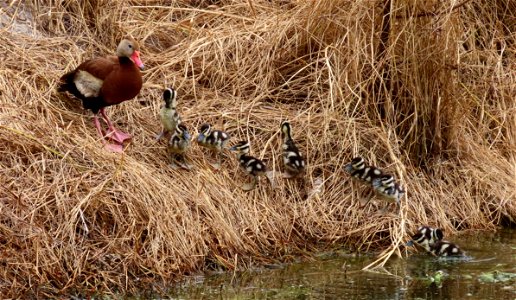 Black-bellied Whistling Duck family