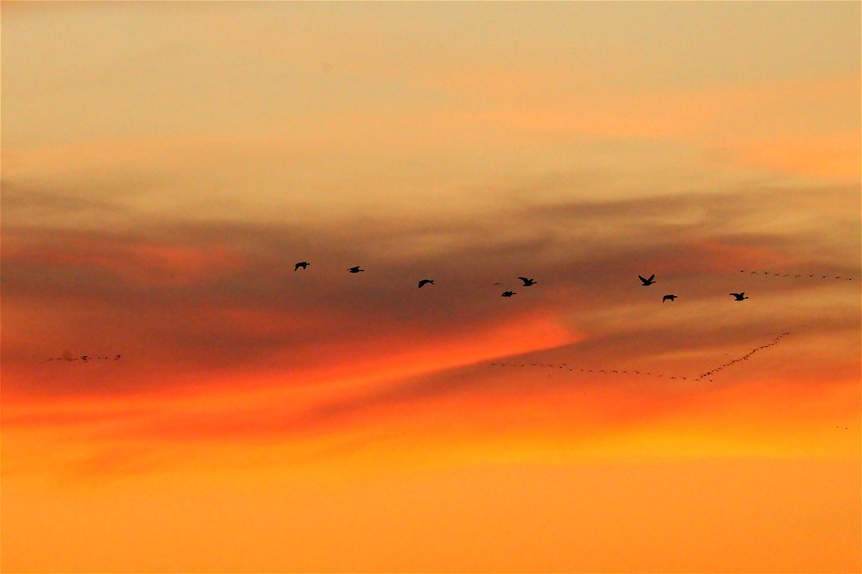 Waterfowl Migration at Sunset on the Huron Wetland Management District